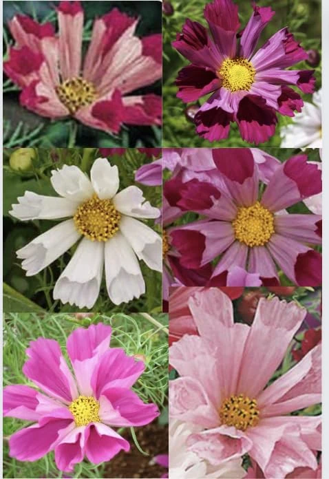 Cosmos Seashells Mixed Flower Wildflower 150 Finest Seeds Assorted Colors