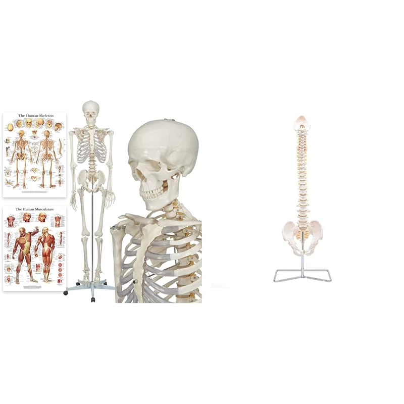 Elementary Anatomy - Buddy the Budget Skeleton - Human Skeleton Model - Life-Size Skeleton 175 cm & 1022434 The Budget Spine – Life Size Flexible Human Spine Model