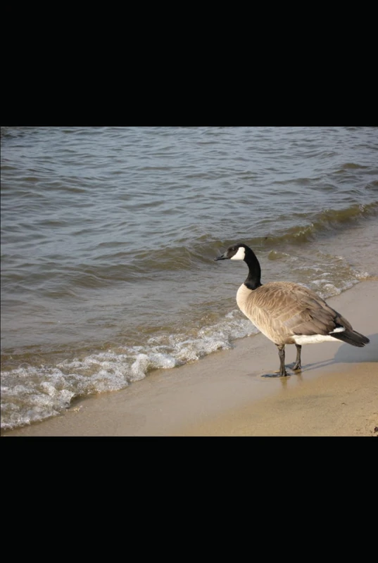 Harmony and Growth: A Holistic Planner for Self-Care, Manifestation and Personal Development