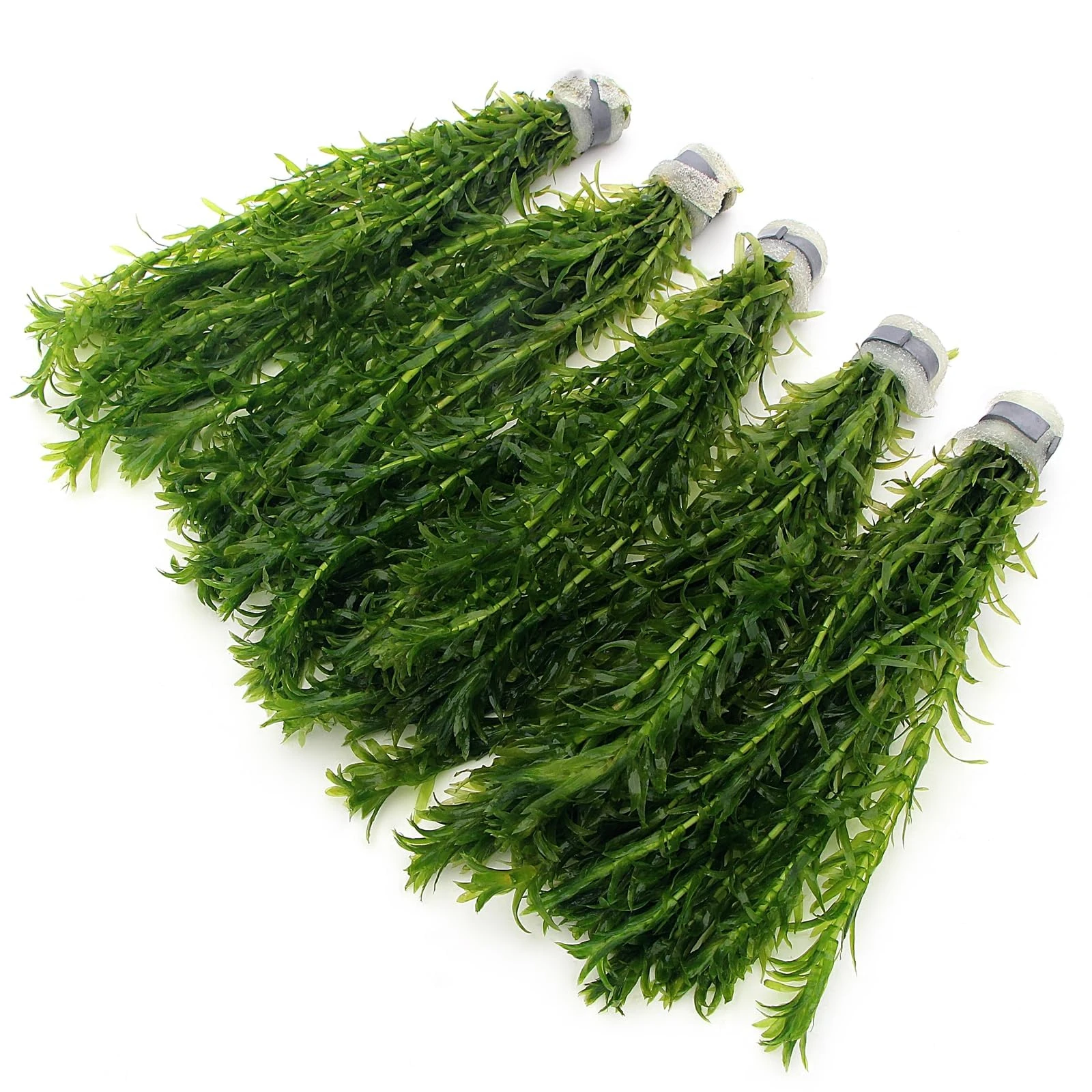 50 ELODEA DENSA Stems - 5 Bunches - Oxygenating Weed Live Pond Plant Water Aquarium Aquatic Plants Egeria k2aqua