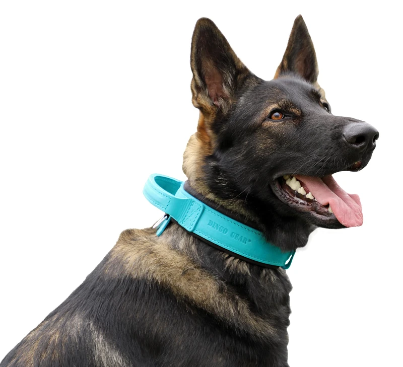 DINGO GEAR Drago Leather Dog Collar, Amortized with Strong Wide Handle, Handmade, Neck Girth 56-64 cm, for Training and Walks, Pull Protection, Soft Padding, Blue (S03923)