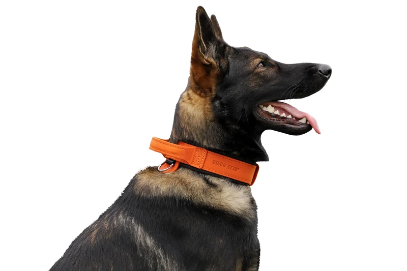 DINGO GEAR Drago Leather Dog Collar, Amortized with Strong Wide Handle, Handmade, Neck Girth 48-56 cm, for Training and Walks, Pull Protection, Soft Padding, Orange (S03917)