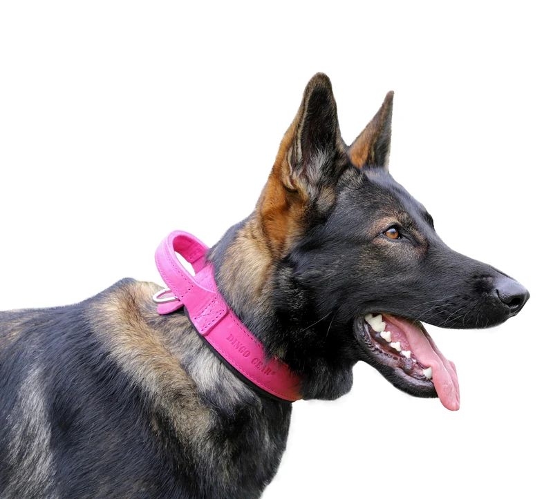 DINGO GEAR Drago Leather Dog Collar, Amortized with Strong Wide Handle, Handmade, Neck Girth 48-56 cm, for Training and Walks, Pull Protection, Soft Padding, Pink (S03919)