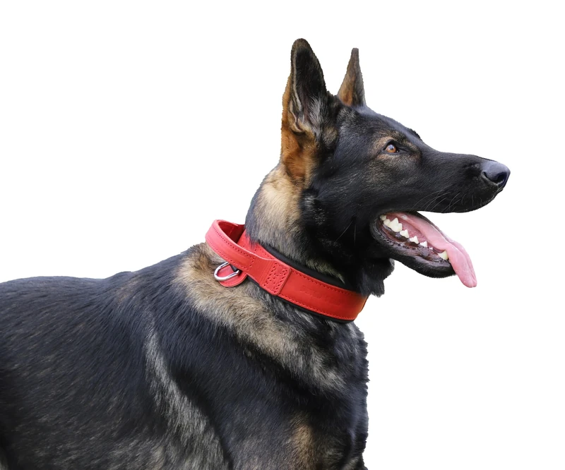 DINGO GEAR Drago Leather Dog Collar, Amortized with Strong Wide Handle, Handmade, Neck Girth 40-48 cm, for Training and Walks, Pull Protection, Soft Padding, Red (S03911)