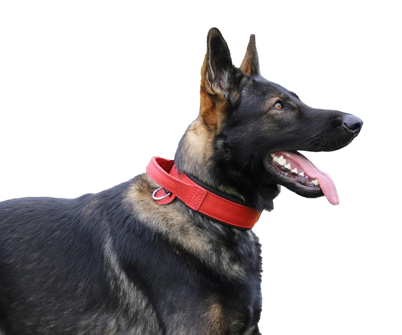 DINGO GEAR Drago Leather Dog Collar, Amortized with Strong Wide Handle, Handmade, Neck Girth 48-56 cm, for Training and Walks, Pull Protection, Soft Padding, Red (S03916) - Image 1