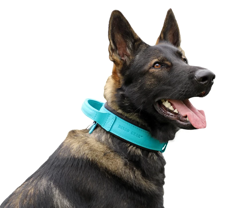 DINGO GEAR Drago Leather Dog Collar, Amortized with Strong Wide Handle, Handmade, Neck Girth 40-48 cm, for Training and Walks, Pull Protection, Soft Padding, Blue (S03913)