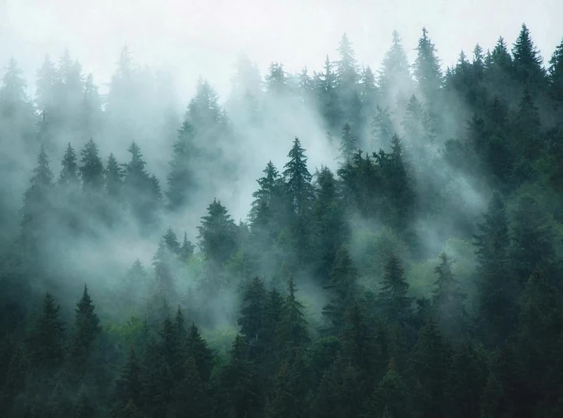 Livingwalls Photo Wallpaper Nature in Green, Blue, Petrol - High-Quality Non-Woven Wallpaper 398981 with Motif on 3.71 m x 2.80 m - Made in Germany