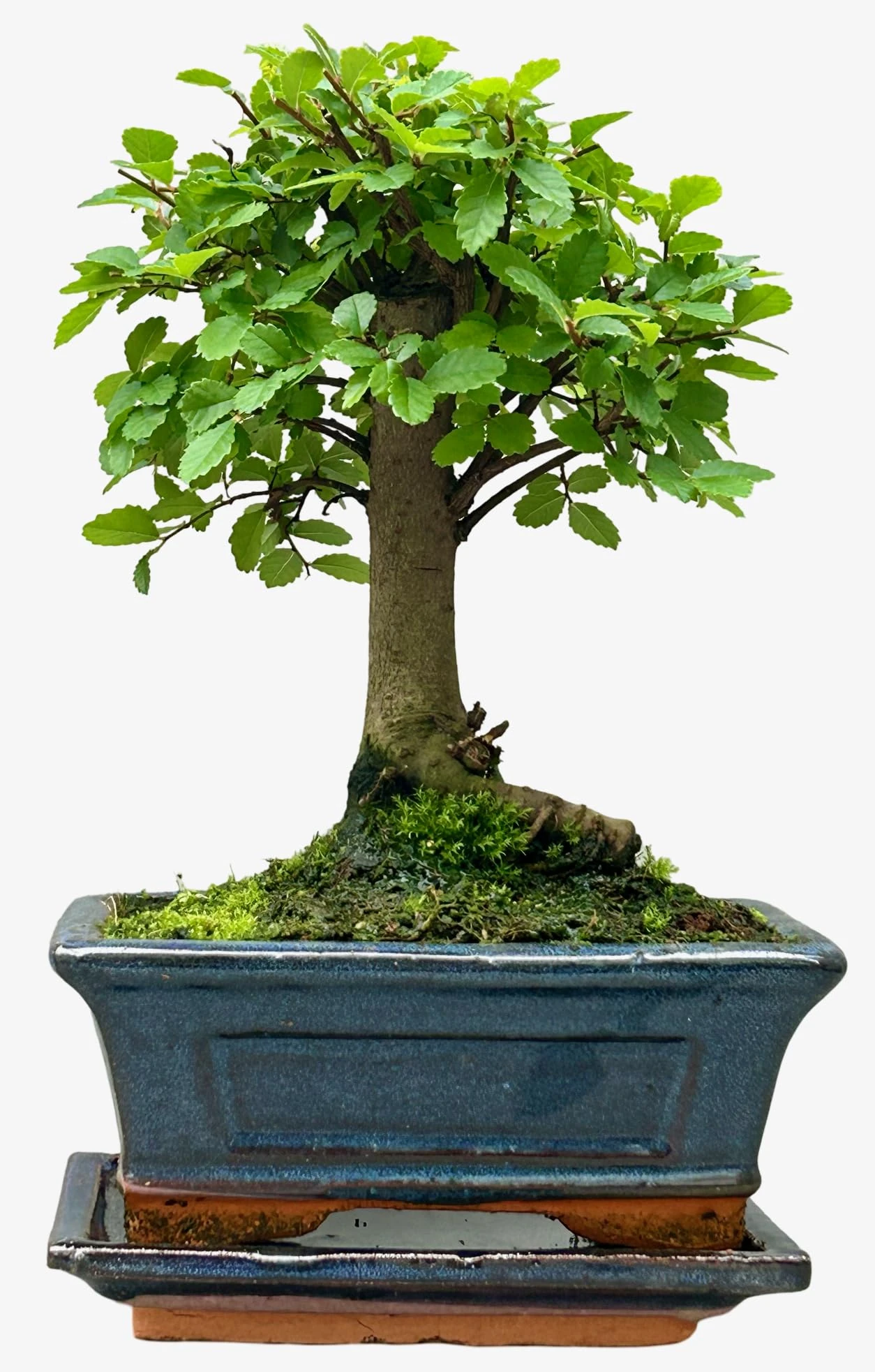 Bonsai Chinese Elm in Ceramic with Saucer House Plant Bonsai Tree Houseplant Plants Easy to Grow Your Own 1x 12cm Potted Plant
