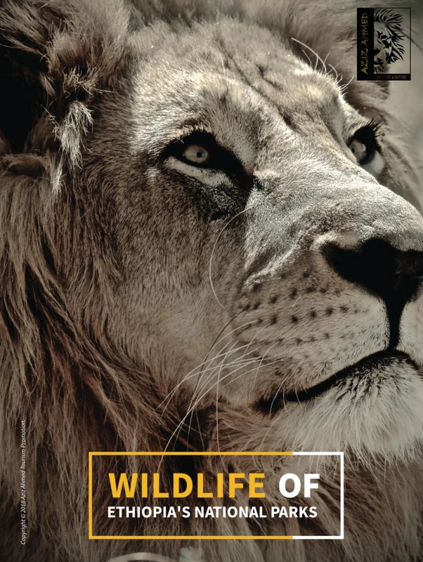 Wildlife of Ethiopia’s National Parks: Aziz Ahmed professional wildlife photographer and filmmaker