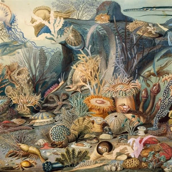 Episodes In Oceanography Vol.2 [VINYL]