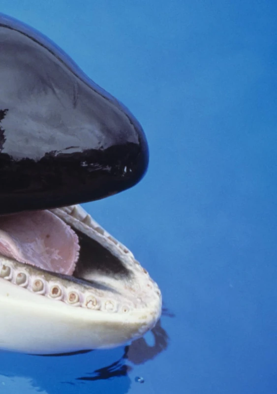 Whale of A Tail