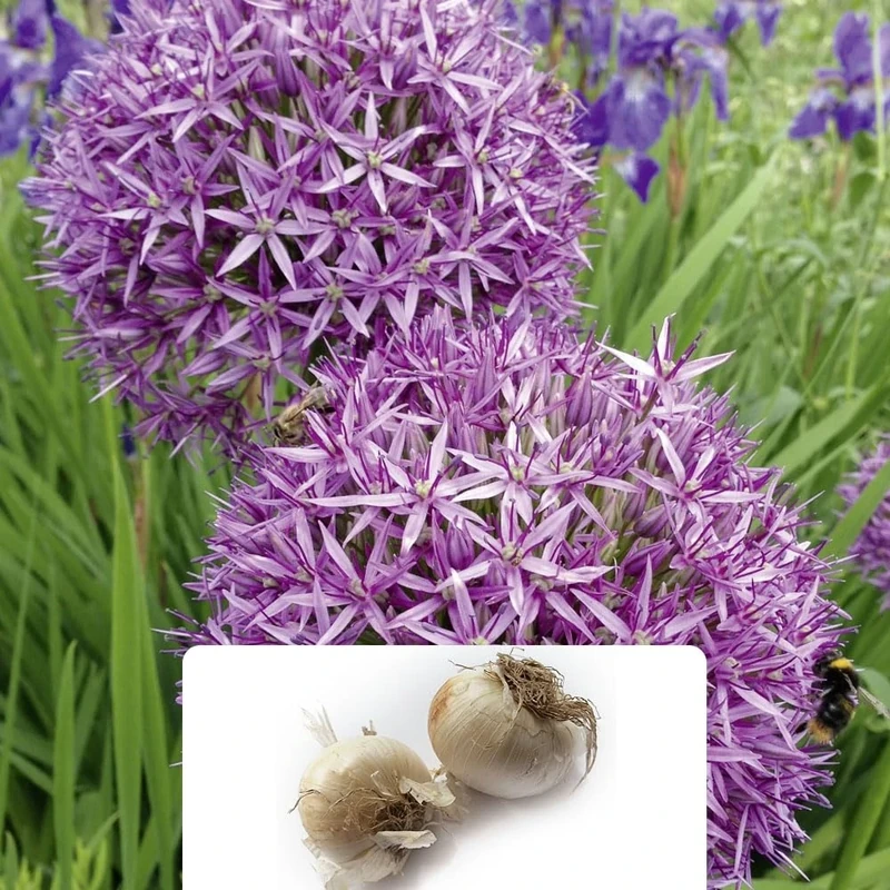 2 Allium Christophii Bulbs – Award-Winning Star of Persia – Ornamental Onion with Star-Shaped Flowers – Best Suited for Pollinators – Hardy Perennial for UK Gardens