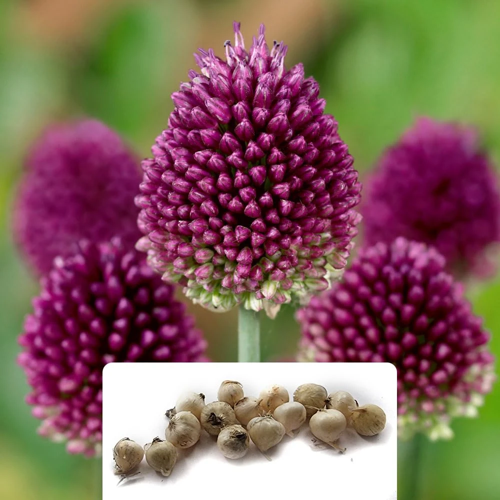 15 Allium Drumstick Bulbs - RHS Award Winner for Pollinators - Ornamental Onion, Early Summer Blooms – Cultivated for UK Climate Conditions