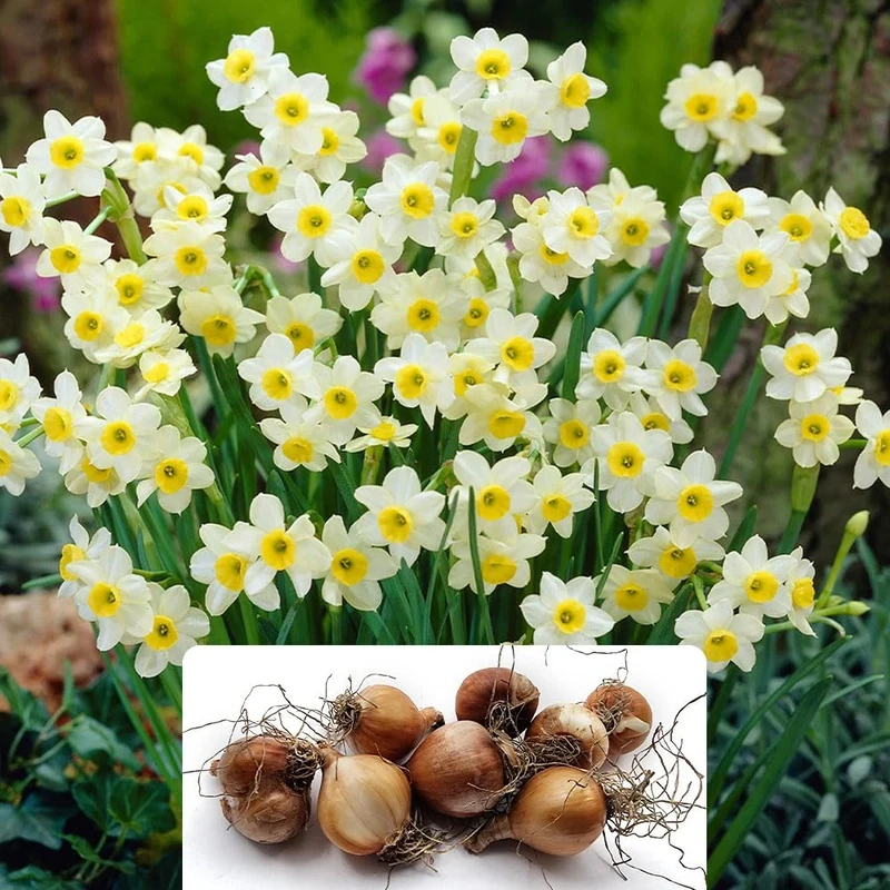 8 Dwarf Daffodil Minnow Bulbs - RHS Award of Garden Merit - Delightful Narcissus Miniature - Perfect for Naturalizing, Lovely Sweet Fragrance - Perennial, Beautifully Cultivated for UK Climate