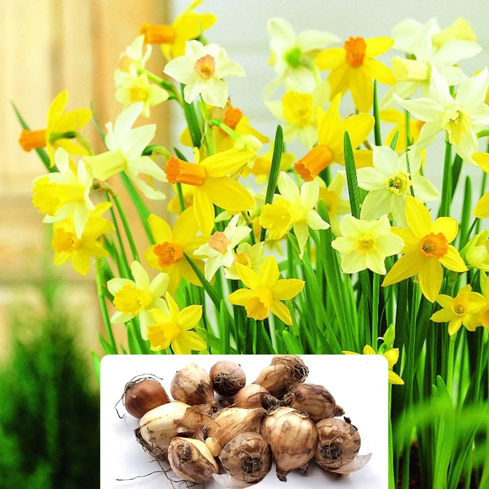 14 Mixed Dwarf Daffodil Bulbs – Compact, Free-Flowering Perennials – Perfect for Beginner Gardeners – Fragrant and Attractive – Cultivated for UK Climate