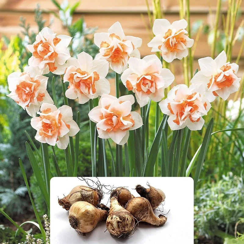 6 Daffodil Replete Bulbs - Easy-to-Grow Perennials with Double Blooms and Fragrant Flowers – Cultivated for UK Climate Conditions