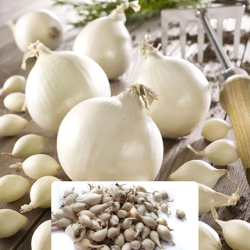 Snowball Onions 250g - Hardy Onion Set – Cultivated for Your Kitchen Garden in UK Climate Conditions