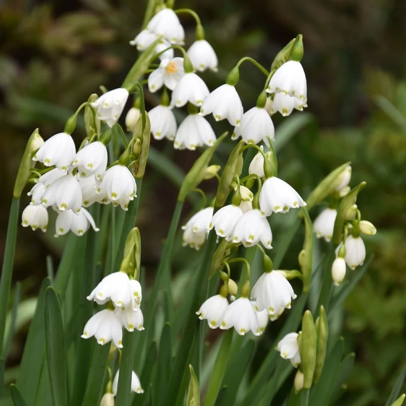 Pack of 10 Leucojum Aestivum Bulbs – Summer Snowflake Blooms in Mid-Spring – Hardy Perennial with Elegant White Flowers – Cultivated for UK Climate Conditions