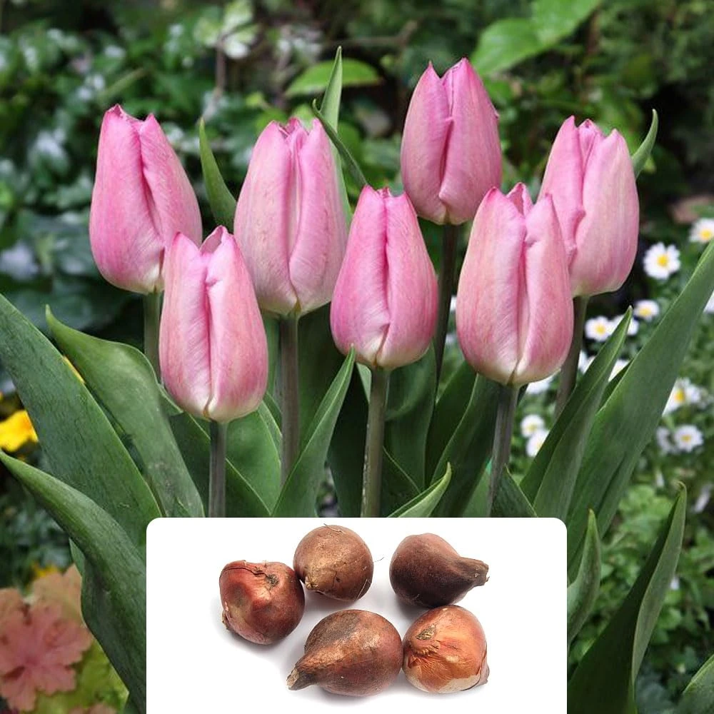 Pack of 5 Elegant Long-Stemmed Light Pink Tulip Bulbs - Spring Blooms for Your Garden - Perennial Flowers with Unique Candy Pink Tall Blooms – Cultivated for UK Climate Conditions