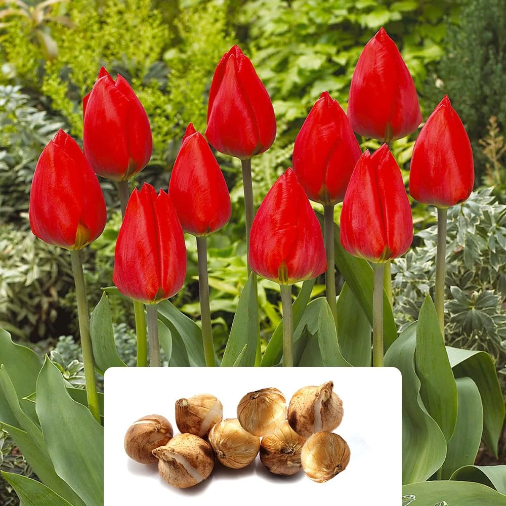 8 Tulip Red Revival Bulbs - Vibrant Spring Blooms to Enhance Your Garden – Beautiful Bright Red Flowers – Cultivated for UK Climate Conditions