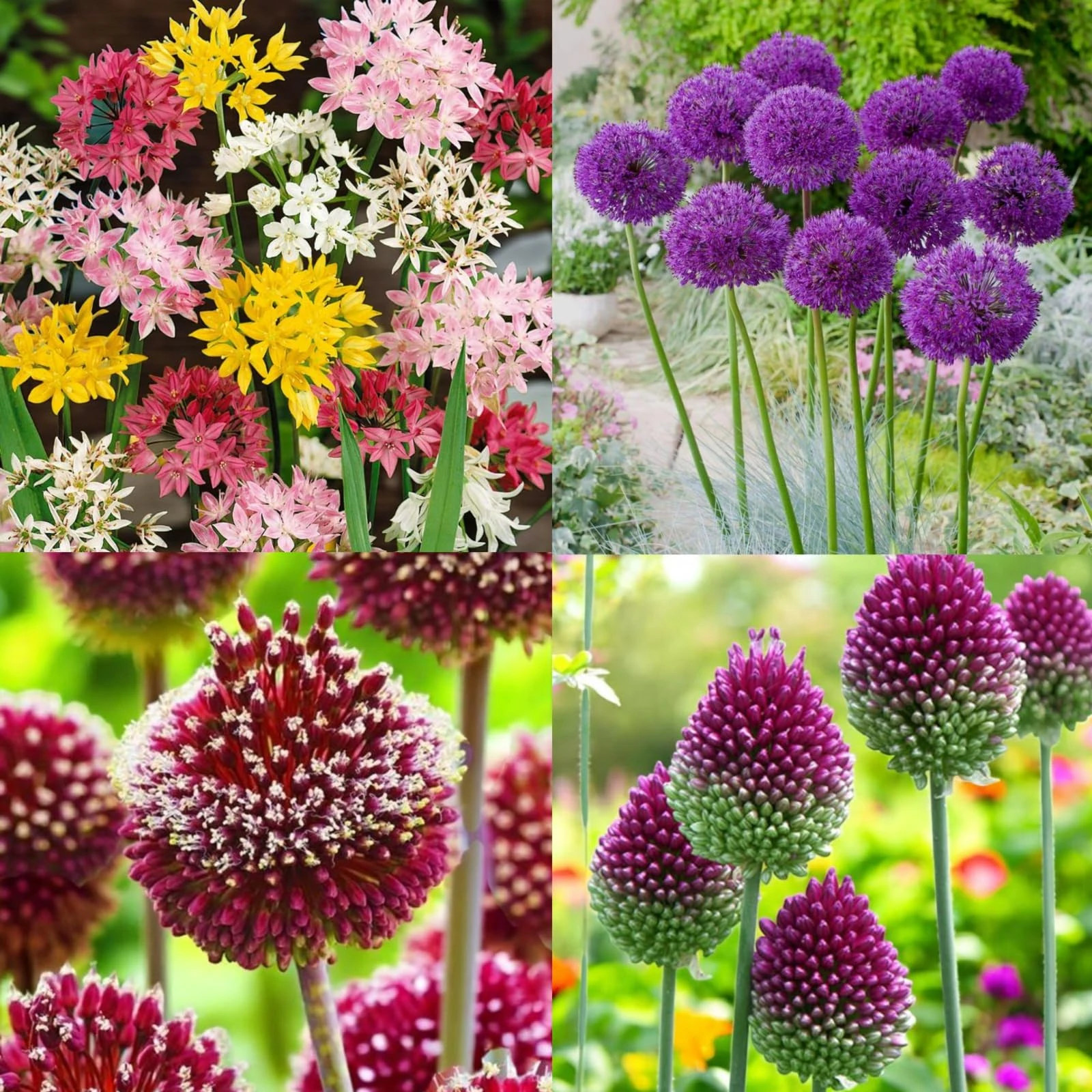 Carbeth Plants - Allium 100 Spring Bulb Collection - Mixed Spring Summer Flowering Perennial Bulbs - UK Hardy Low Maintenance Pollinator Friendly - Grow in Beds, Borders and Patio Pots