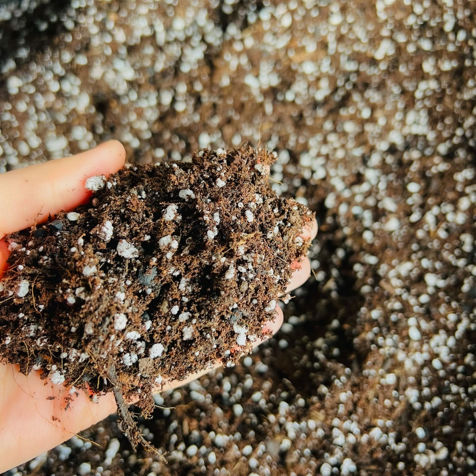 Premium Succulent and Cacti Potting Mix - Enhanced with Activated Biochar (3L)