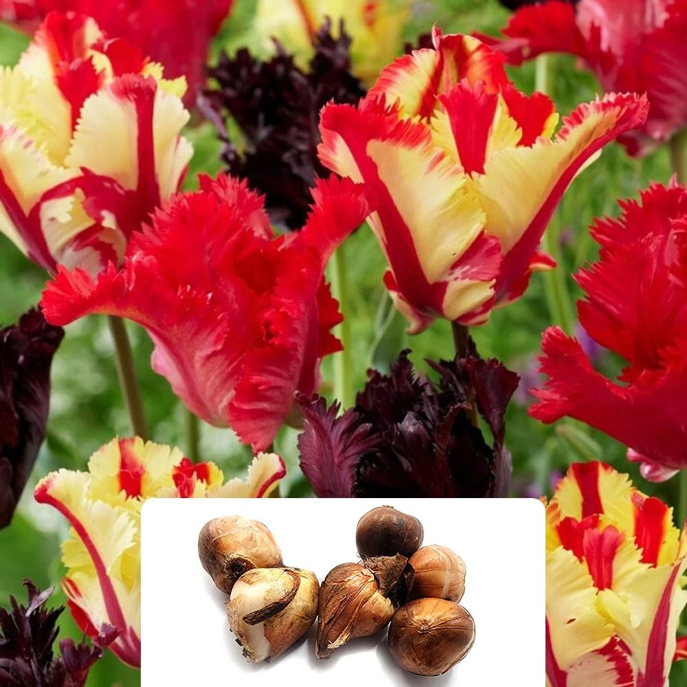6 Tulip Parrot Mixed Bulbs - Vibrant Mix of Stunning Blooms for Your Garden - Thrives in UK Climate, Perfect for Spring
