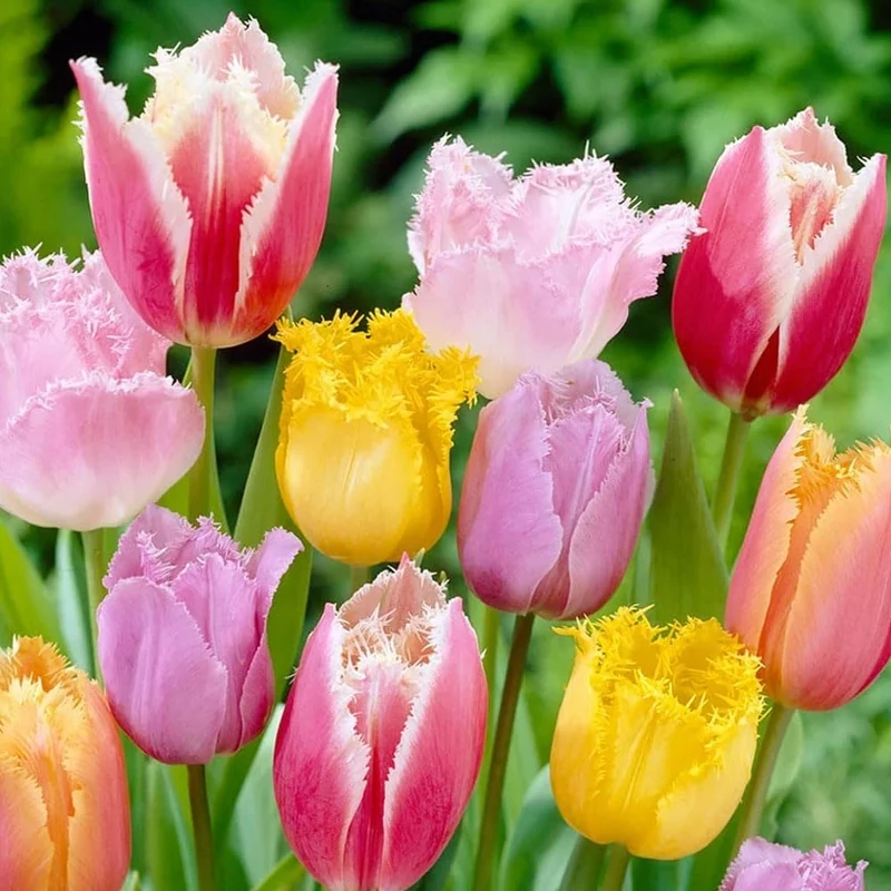 5 Tulip Crispa Mixture Bulbs - Exquisite Fringed Tulips with Satin-Like Petals - Long-Lasting Perennials Perfect for UK Climates - Enhances Garden with Beautiful Mixing with Other Flowers