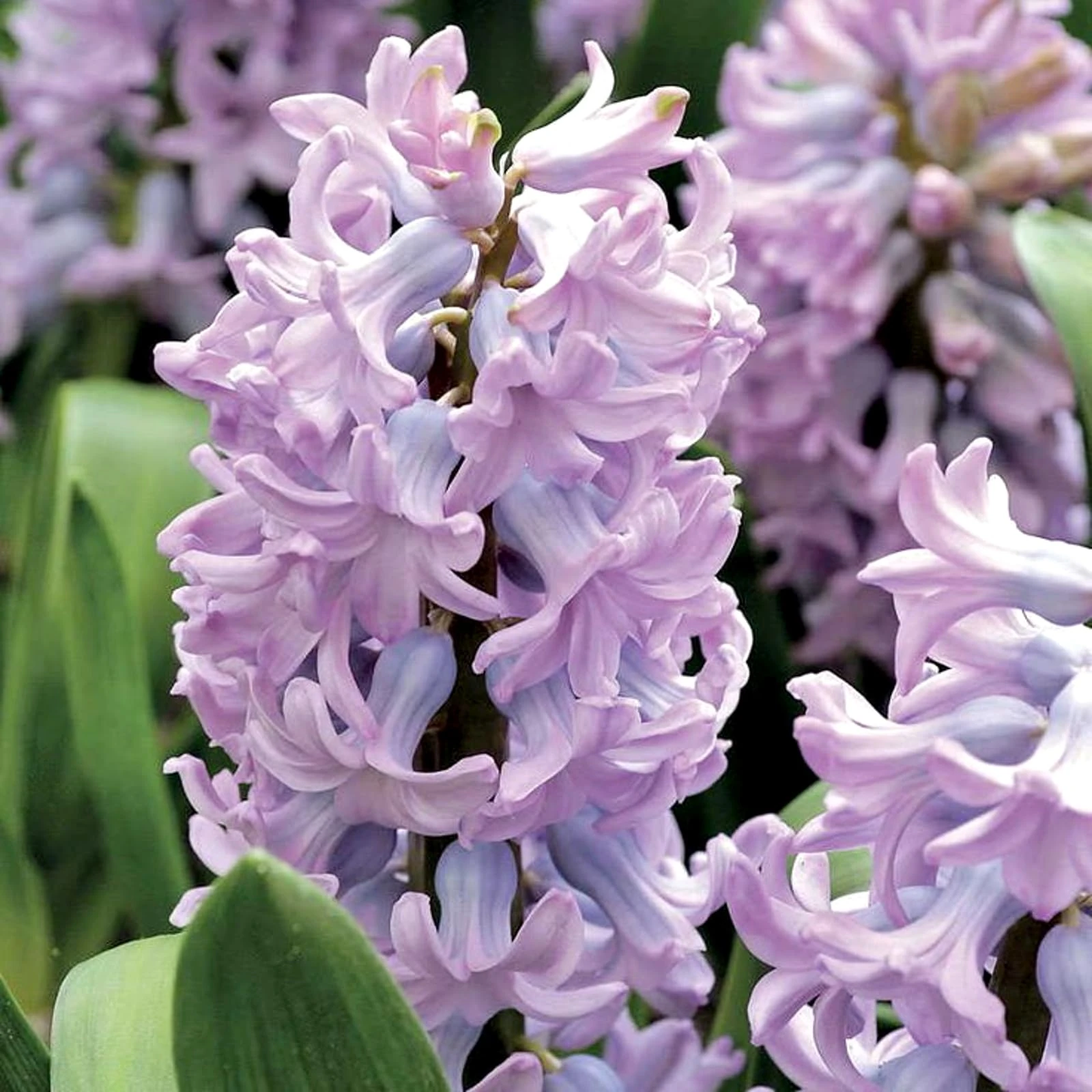 Carbeth Plants - 16 x Hyacinth Top Hit Spring Bulbs - Pale Lilac Highly Fragrant Outdoor Flowering Perennials - UK Hardy Low Maintenance Pollinator Friendly - Grow in Beds, Borders and Patio Pots
