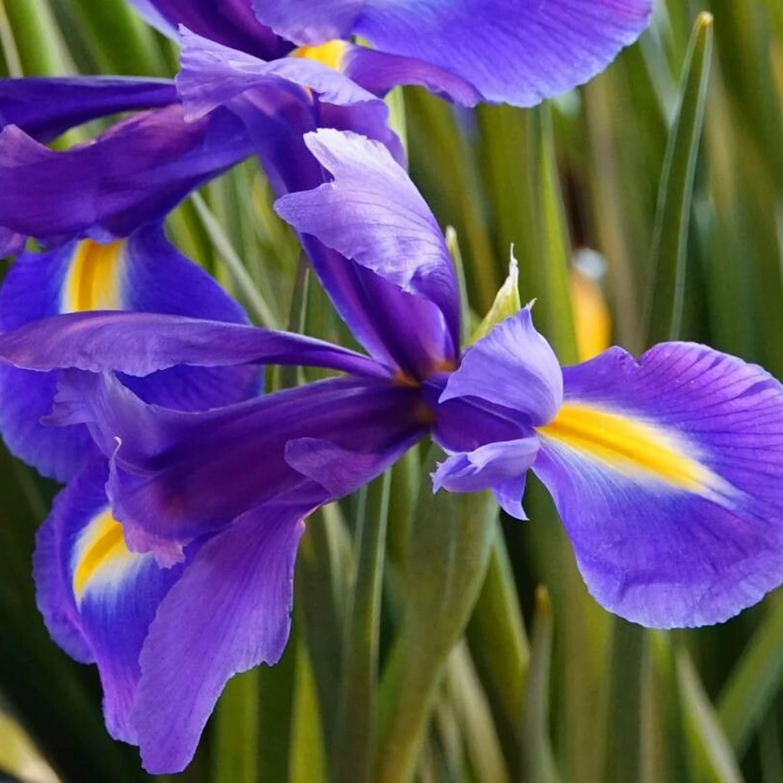 Carbeth Plants - 100 x Iris Blue Magic Spring Bulbs - Deep Purple Summer Flowering Perennials - UK Hardy Low Maintenance Pollinator Friendly - Grow in Beds, Borders and Patio Pots