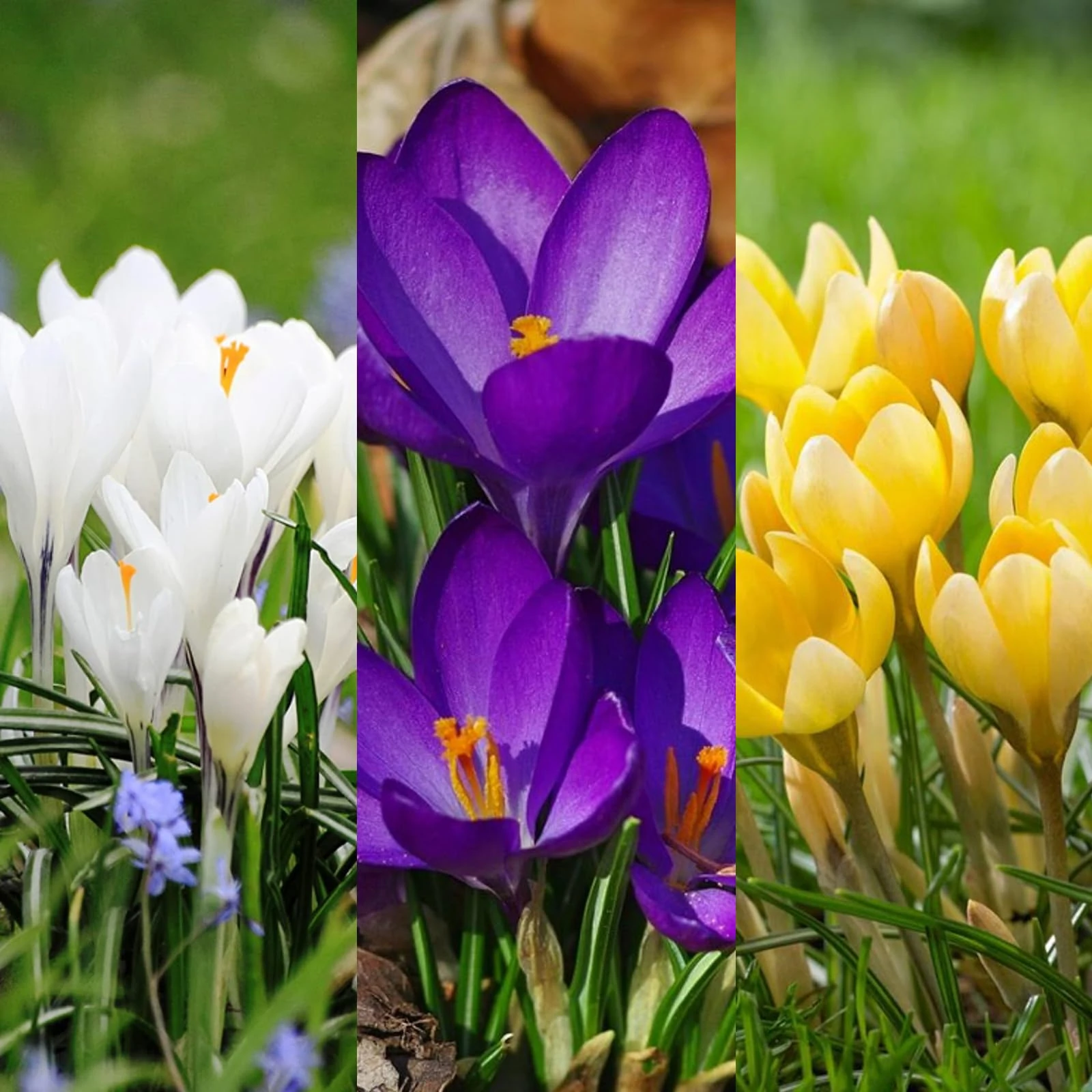 Carbeth Plants - Crocus Spring 150 x Bulb Mix - Mixed Early Spring Flowering Perennials - UK Hardy Low Maintenance Pollinator Friendly - Grow in Beds, Borders and Patio Pots