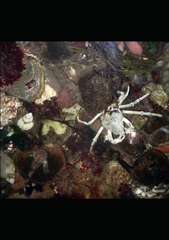 Meerestiere als Kosmopoliten und Universalisten: Neues und Altes aus dem Weltmeer des Anthropozäns