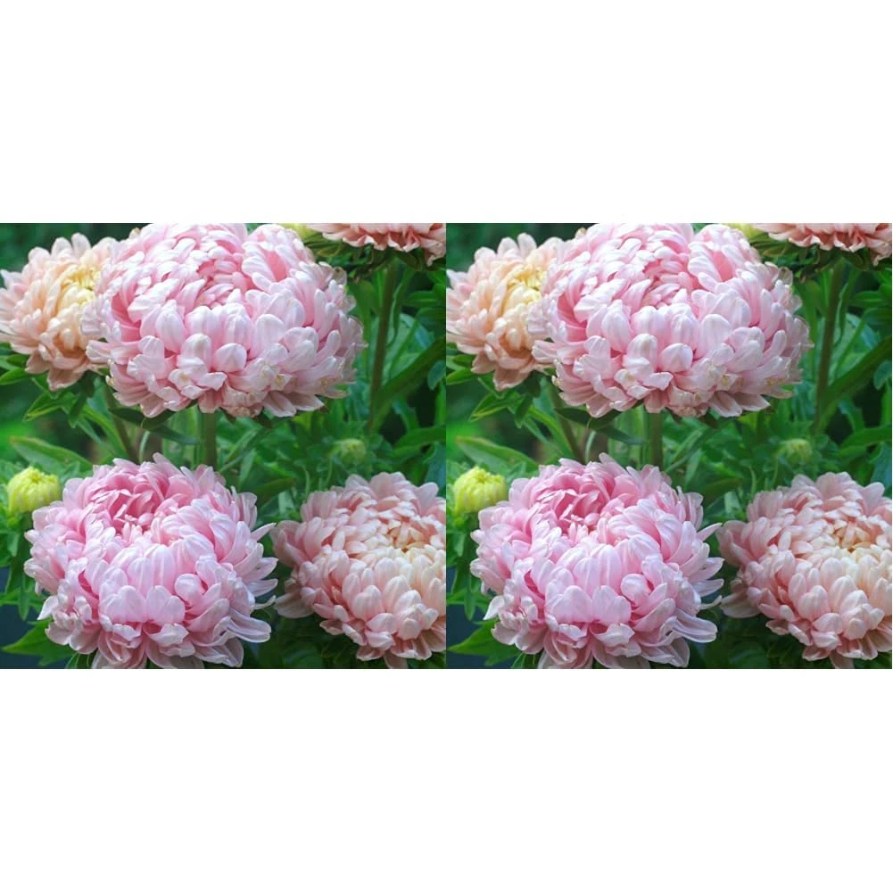 Pink Peony Aster 150 Seeds + Freebie + Plant tag Delicate Pink Paeony - Callistephus chinensis (Pack of 2)