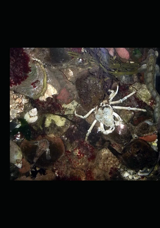 Marine species as cosmopolitans and generalists: Some inputs and burning news from the Anthropocene`s ocean