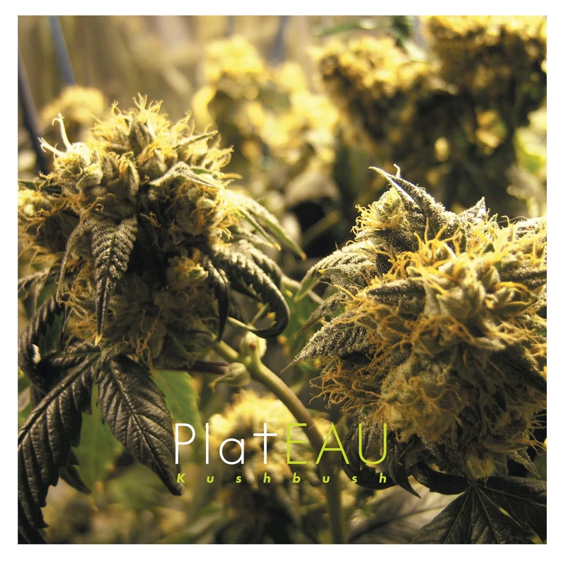 Kushbush [Vinyl LP] [VINYL]