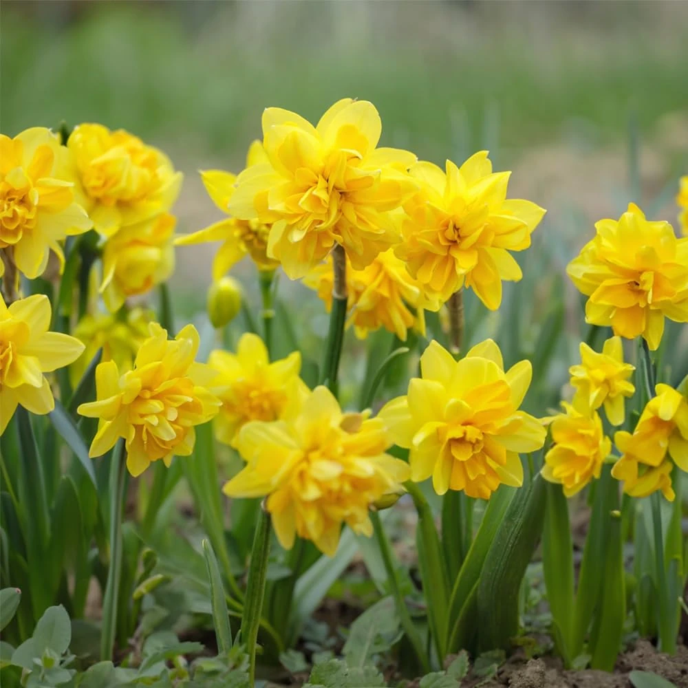 16 x Dwarf Daffodil Double Tete a Tete – Fragrant Miniature Blooms – Spring Flowering Bulbs – Perennials – for Your Beautiful Garden