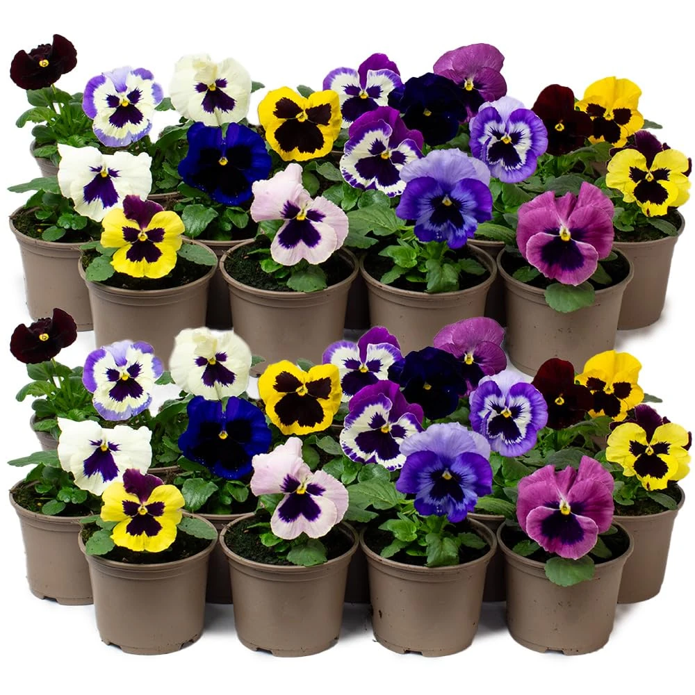 9 x Jumbo Flowering Pansies - Grow Your own Winter Flowering Bedding, Garden Ready & Each Delivered in Plant Pot, Outdoor Plants Great for Hanging Basket or Gifts