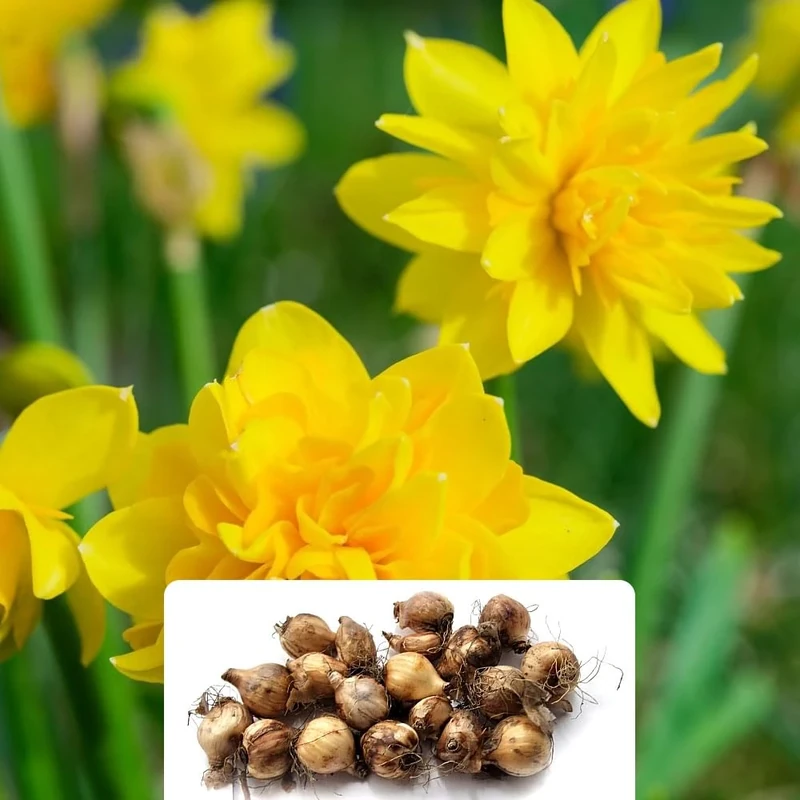 16 Dwarf Double Tete a Tete Daffodil Bulbs – Delightful Fragrant Mini Blooms – Ideal for Spring Gardens – Hardy Perennial Bulbs Perfectly Suited for UK Climate – Create a Stunning Floral Display