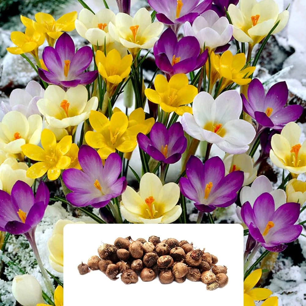 45 Vibrant Mixed Crocus Bulbs – A Dazzling Spring Display for Containers & Borders – Perfect for Naturalizing – Perennial Garden Beauties, Grown for UK Climate