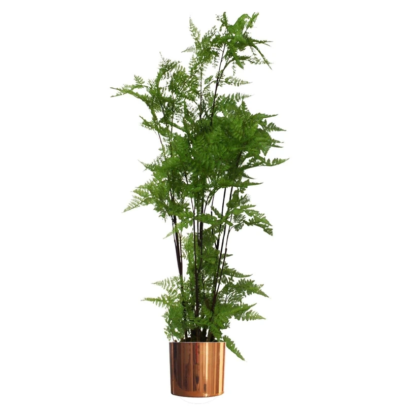 Botanik Premium Artificial Fern Grass