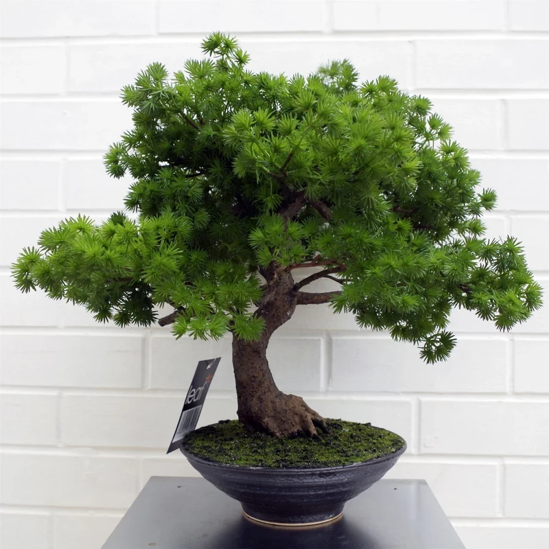 Botanik Premium Bonsai Tree
