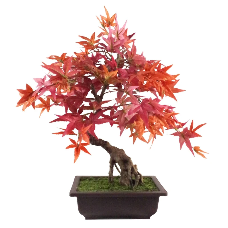 Botanik Premium Bonsai Tree