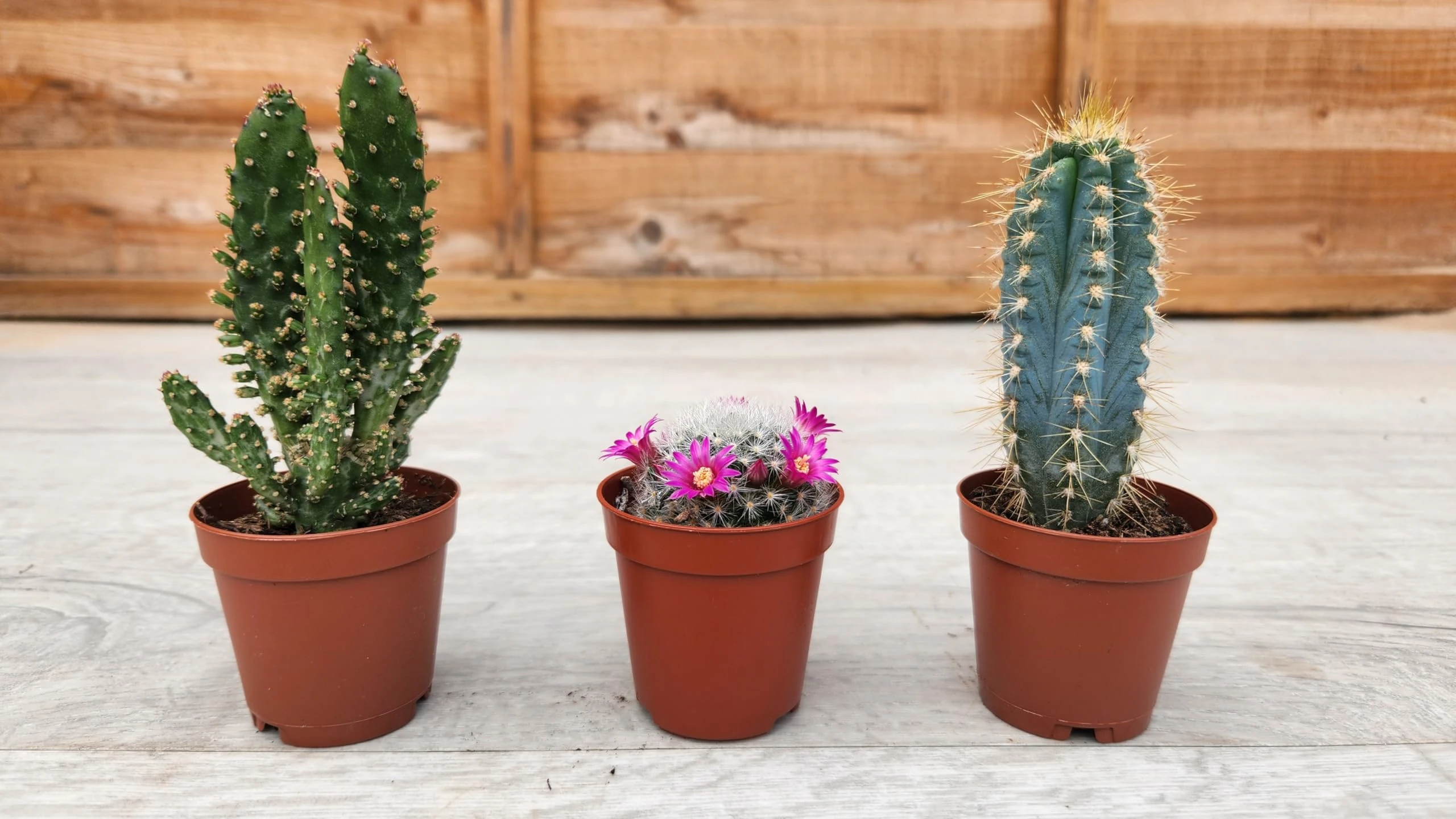 Pugh's Cacti Cactus/Cacti Mix of 3 (Random Mix). Live Houseplant/Indoor Plant. Suitable for Home and Office. Perfect for Gifts/Personal Use. 5.5cm Pot.