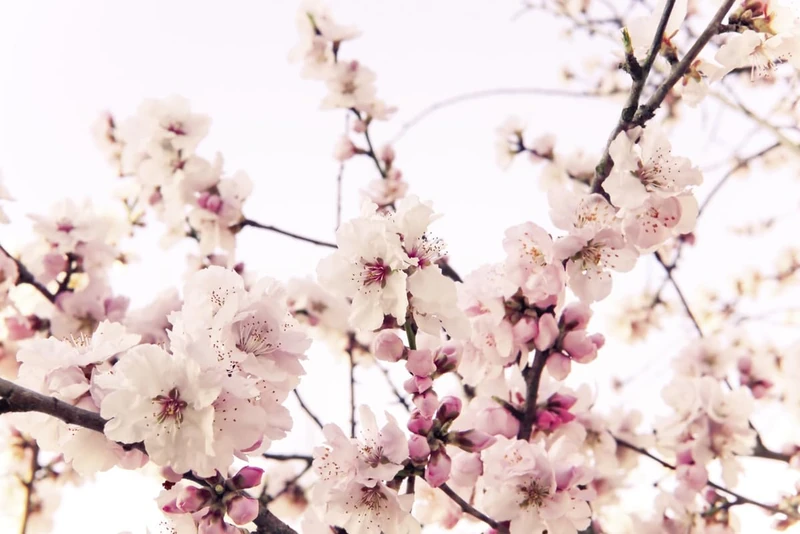 A.S. Création Wallpaper Cherry Blossom 3,75 m x 2,50 m - WALLLOVE Wallpaper Cherry Blossom Pink, White incl. Paste - DD129571