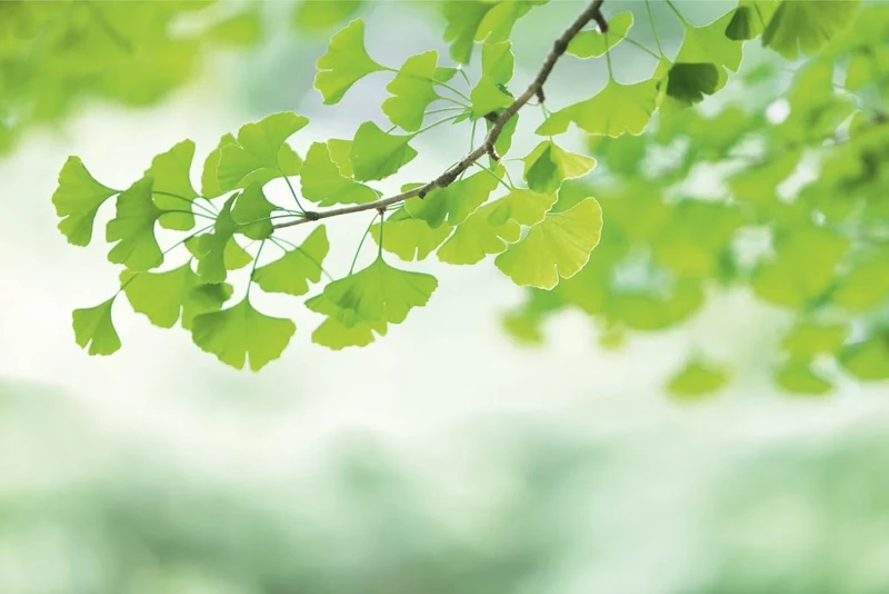 A.S. Création Wallpaper Ginkgo Branch 3,75 m x 2,50 m - WALLLOVE Wallpaper Nature & Feuilles in Green, White incl. Glue - DD129567