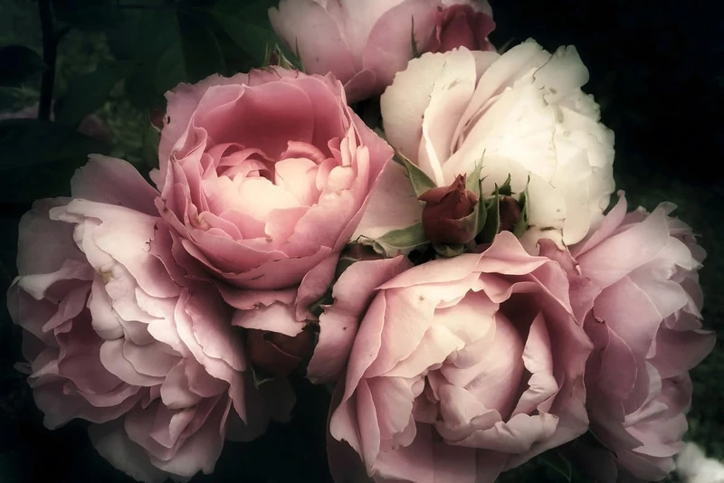 A.S. Création Wallpaper Roses 3.75 m x 2.50 m - WALLLOVE Wallpaper Peonies in Cream, Pink incl. Glue - DD129565