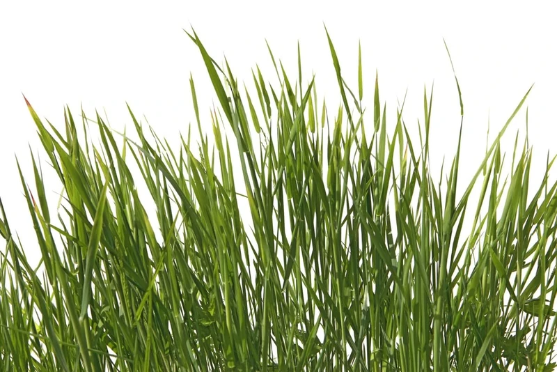 A.S. Création Wallpaper Grassland 3,75 m x 2,50 m - WALLLOVE Grassland Wallpaper in White, Green Including Glue - DD129580