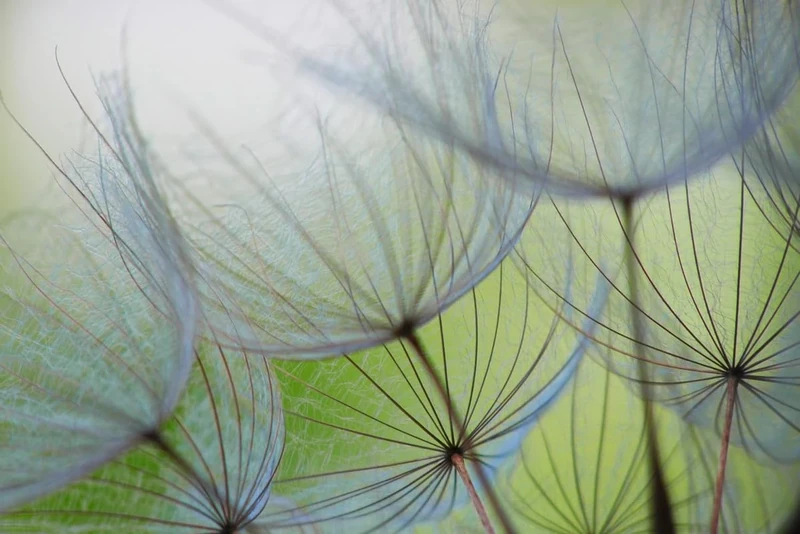 A.S. Création Wallpaper Dendelions 3,75 m x 2,50 m - WALLLOVE Wallpaper Dandelions Green, Grey incl. Glue - DD129569