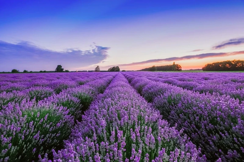A.S. Création Wallpaper Lavender Field 3,75 m x 2,50 m - WALLLOVE Wallpaper Lavender Field in Violet, Blue incl. Glue - DD129578