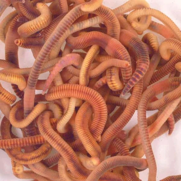 Wiggly Wigglers Composting Worms Vermicomposting Red Wiggler Compost Earth Worm For Garden & Farm Composter | Tiger Worms (2kg)